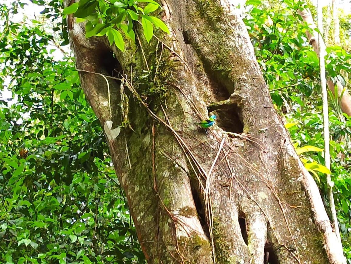 Recanto Da Margo 1, Casa Com Acesso A Cachoeira Araquari Exteriér fotografie