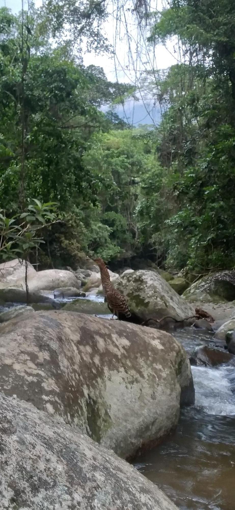 Recanto Da Margo 1, Casa Com Acesso A Cachoeira Araquari Exteriér fotografie